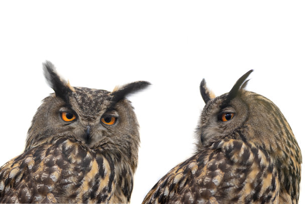 肖像两只猫头鹰孤立在白色背景图片下载