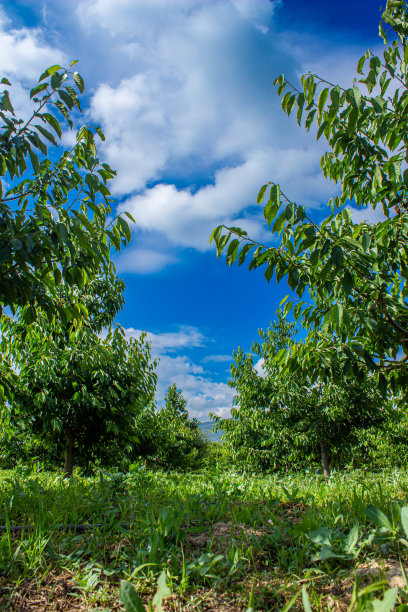 樱桃树。图片下载