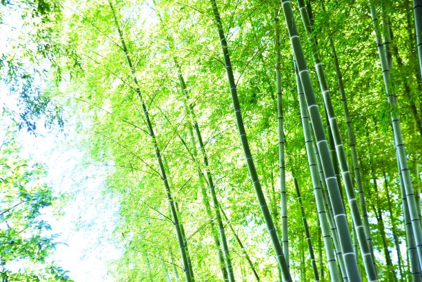 《仲夏之心》的抽象场景。季节性情绪背景。图片下载