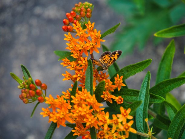 帝王蝶在橙花上授粉图片下载