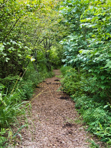 密苏里州金斯维尔乡村的棕色土路图片下载