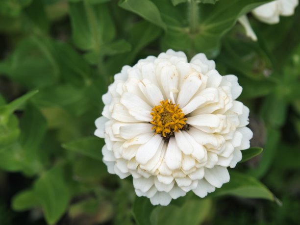 孤立的白色大丽花在金斯维尔密苏里州图片下载