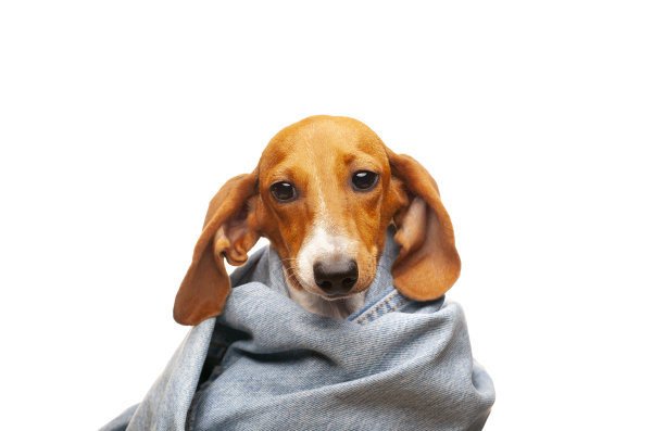 图片腊肠狗牛仔裤裤子白色背景图片下载