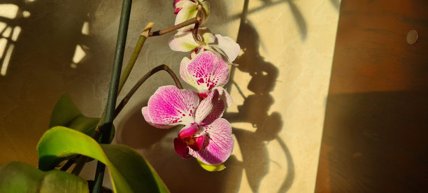 兰花在阳光下的花盆里盛开。墙上兰花的影子。阳光下的兰花图片下载