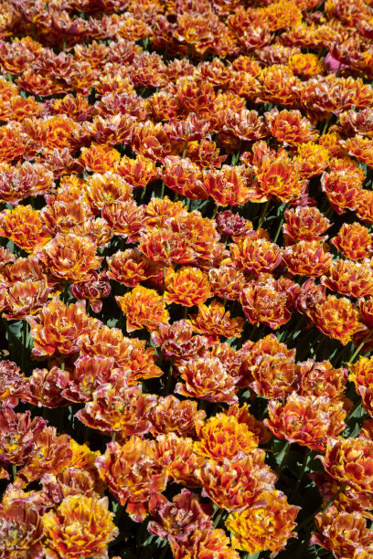 许多橙色郁金香的特写图片下载