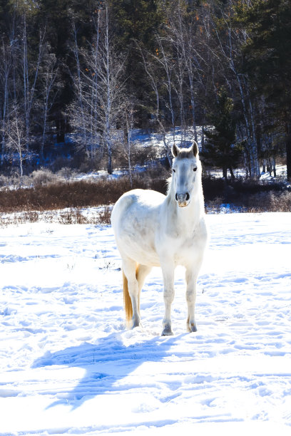 在寒冷的冬日里，白野站在雪地上。图片下载