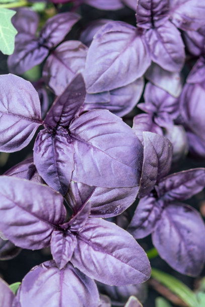 在露天的花园里种紫罗勒。图片下载