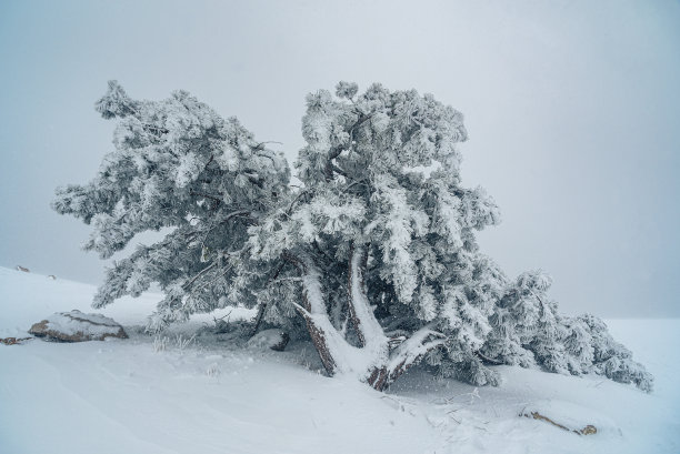 大雪过后，艾佩特里山上的松树被雪覆盖。克里米亚图片下载
