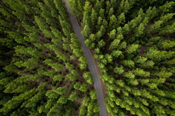 鸟瞰绿色森林景观鸟瞰松树的自然风光与对比道路小径乡村小径穿越松树的冒险旅行理念图片下载