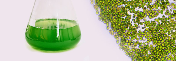 藻类研究、能源和保健治疗生物技术、医学科学实验室光生物反应器、藻类燃料生物燃料工业、新冠病毒疫苗、可持续生态生活图片下载