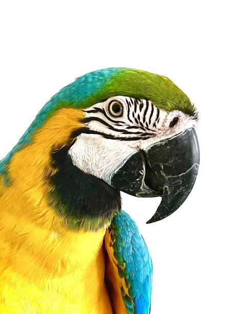 亮黄色和蓝色金刚鹦鹉图片下载