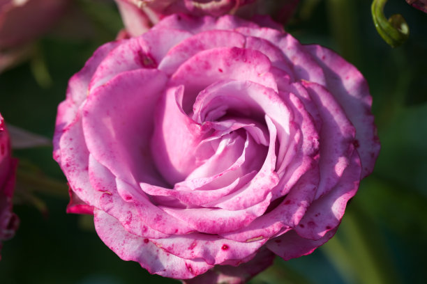 粉色玫瑰花，微距照片图片下载