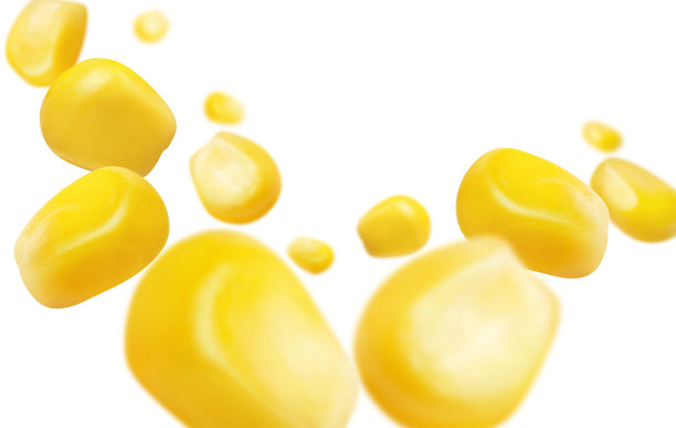 飞玉米种子在白色图片下载