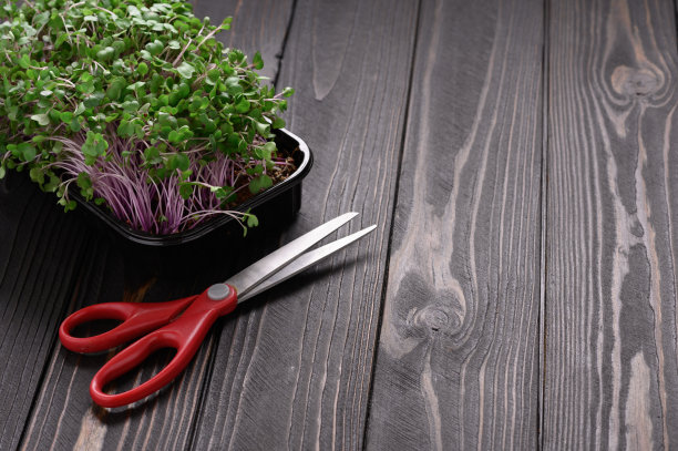 新鲜的微绿色关闭在木质的乡村黑色背景。为沙拉种植豆芽图片下载