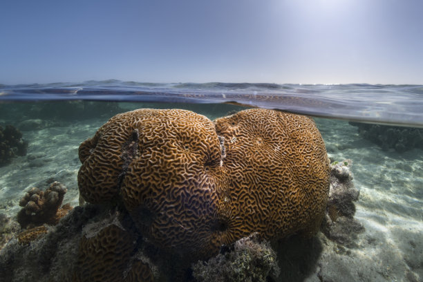 珊瑚礁图片下载