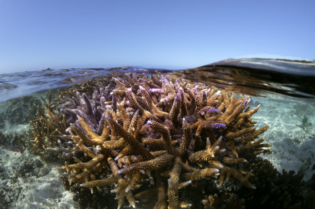 珊瑚礁图片下载