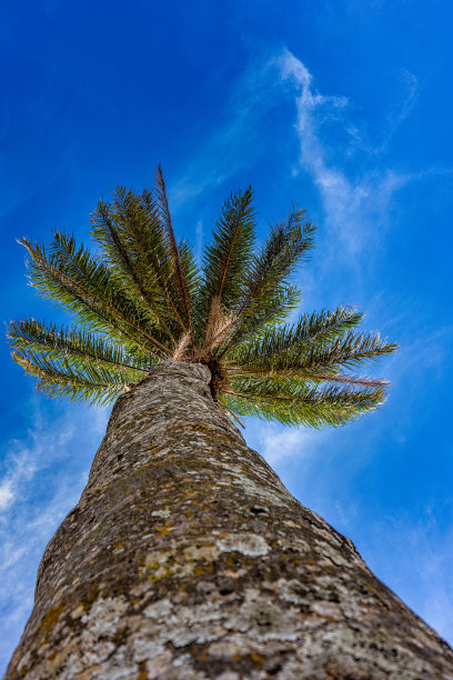 椰子树。棕榈树。椰子树的照片从下往上，树叶被风推着，蓝色的天空和一些云为背景。图片下载