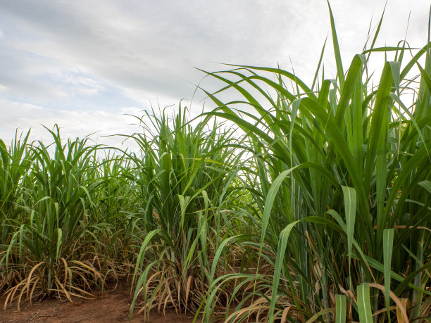 泰国甘蔗或农业的鸟瞰图或俯视图。图片下载