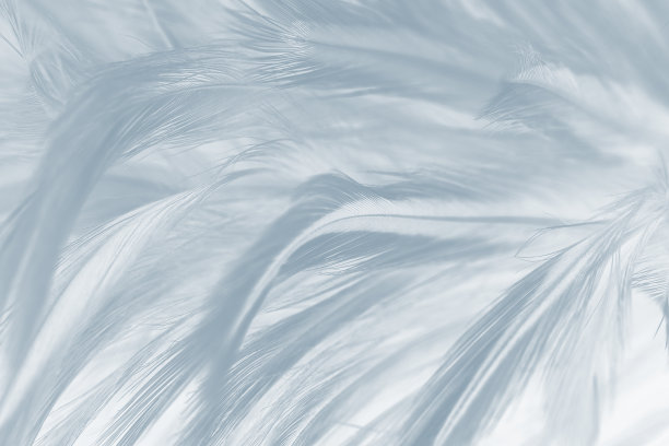 美丽的白灰色浅蓝色色调羽毛纹理背景图片下载