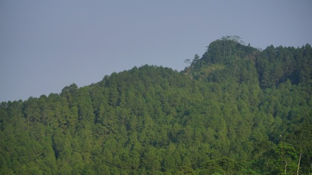 山上长满了树木和茂密的森林图片下载