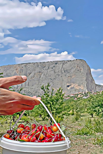 樱桃是夏天最美味的水果之一。图片下载