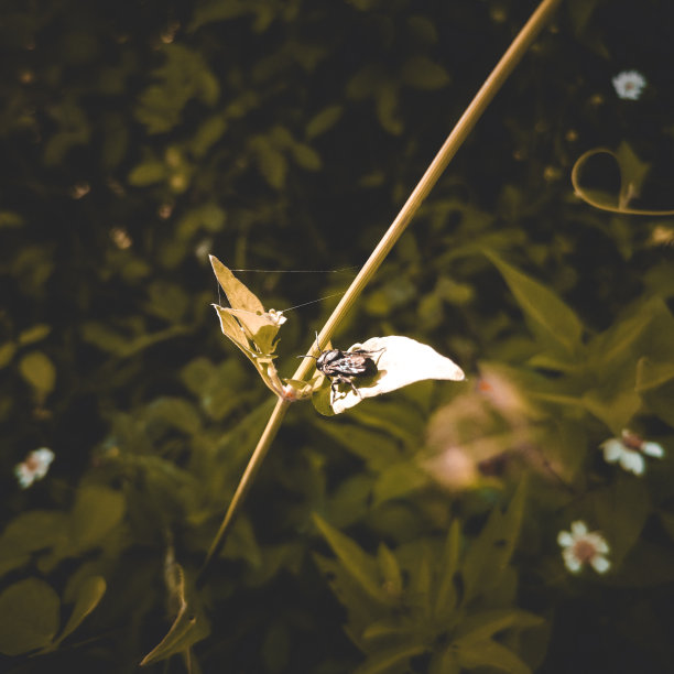 一个黑色的蜜蜂图片下载