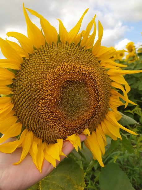 向日葵在手上图片下载