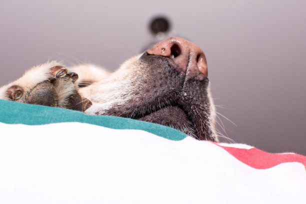 狗睡觉和平图片下载