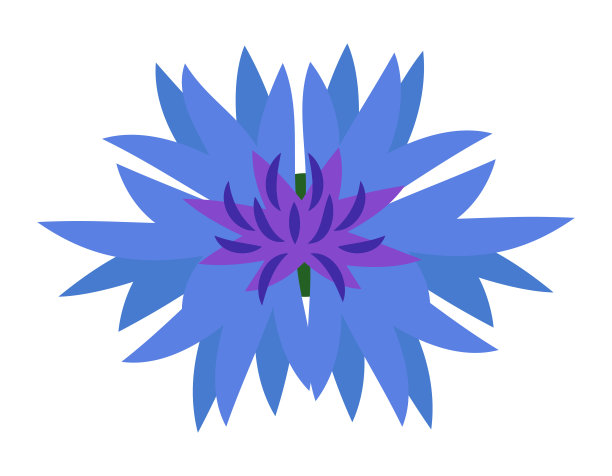 矢车菊顶视图。图片下载