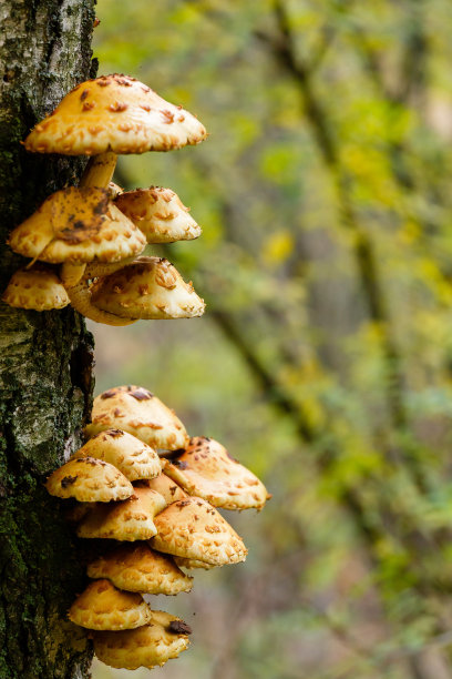 在秋天的森林里，桦树上的金光光蘑菇。图片下载