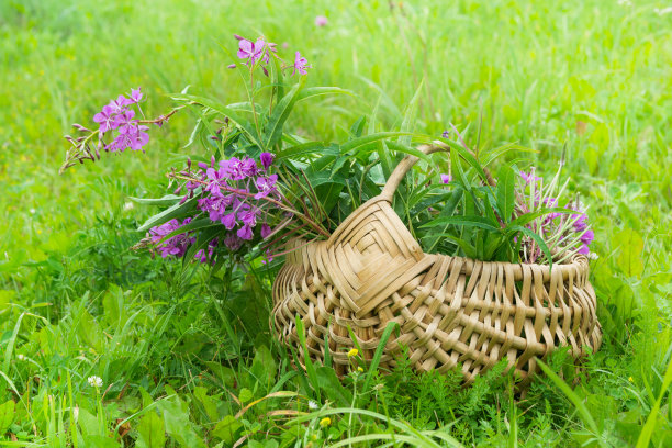 柳条篮子里放着一束新鲜的火杂草。从野生植物“盛开的莎莉”上收获的花朵和叶子。野生植物Epilobium的花和叶图片下载