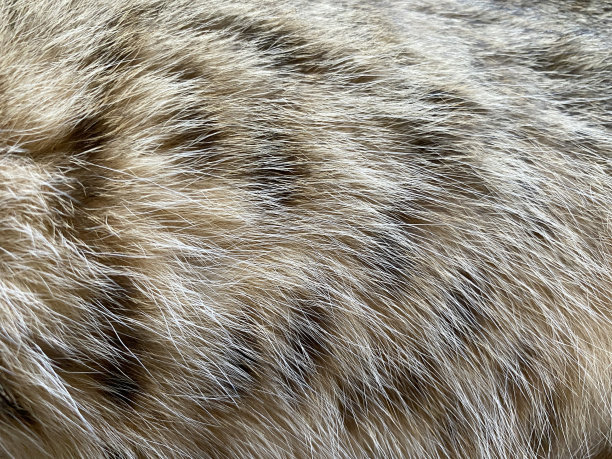 猫的皮毛纹理图片下载