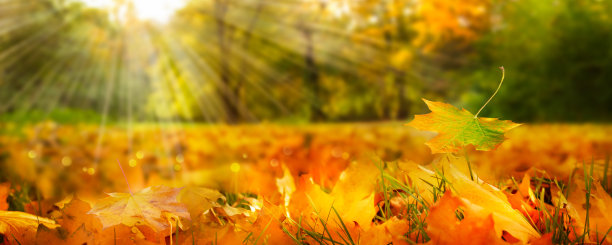 田园诗般的秋天景观与阳光在五颜六色的树木，美丽的模糊的秋天背景与复制空间图片下载