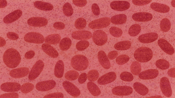 猴痘病毒的插图概念艺术图片下载