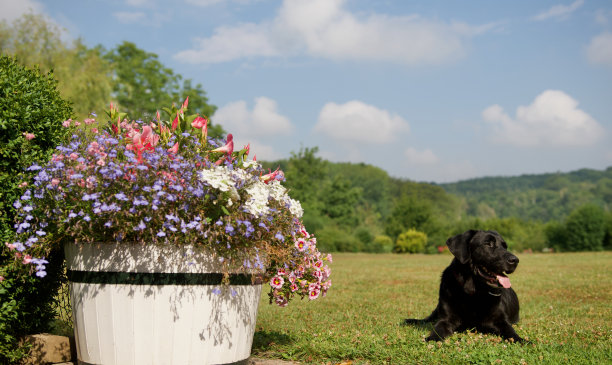 美丽的黑狗在一个五颜六色的花园图片下载