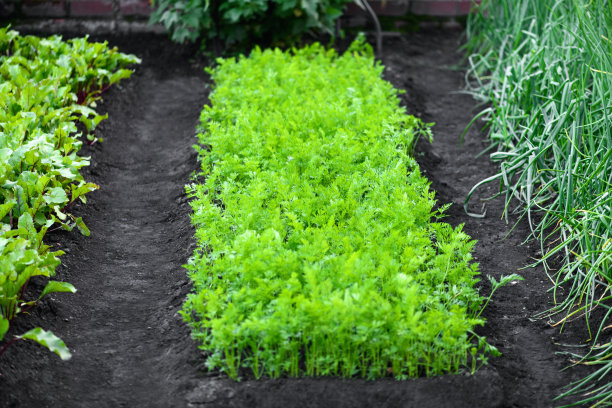 花园里种着胡萝卜和其他蔬菜。收获的概念图片下载