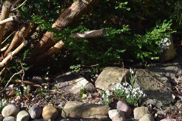 阳光明媚的冬天花园，有雪花莲和小绿叶的黄杨木。图片下载