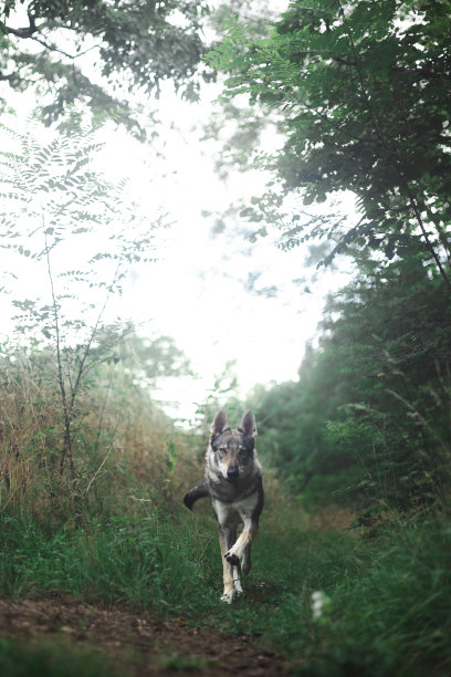 运行sarloos图片下载