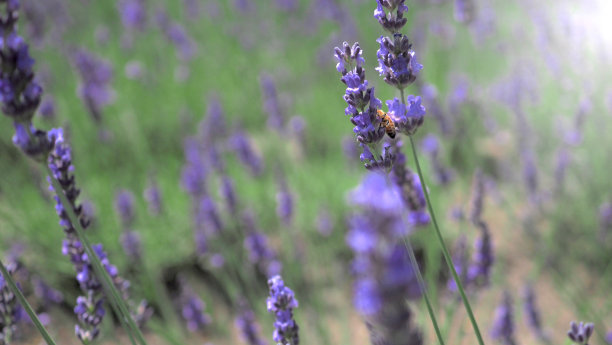 薰衣草田盛开在日本北海道，有紫色和紫色的颜色，适合夏天或春天放松。明亮的紫罗兰薰衣草花盛开在日本北海道和芳香图片下载