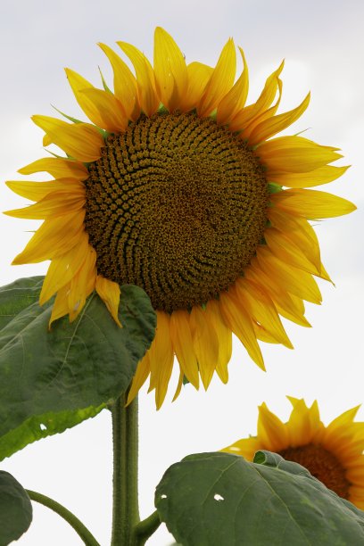 向日葵特写，盛开的黄色向日葵图片下载