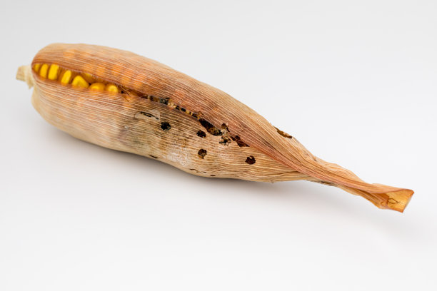 籽粒有虫害的玉米穗。昆虫防治，农药和杀虫剂的应用概念图片下载