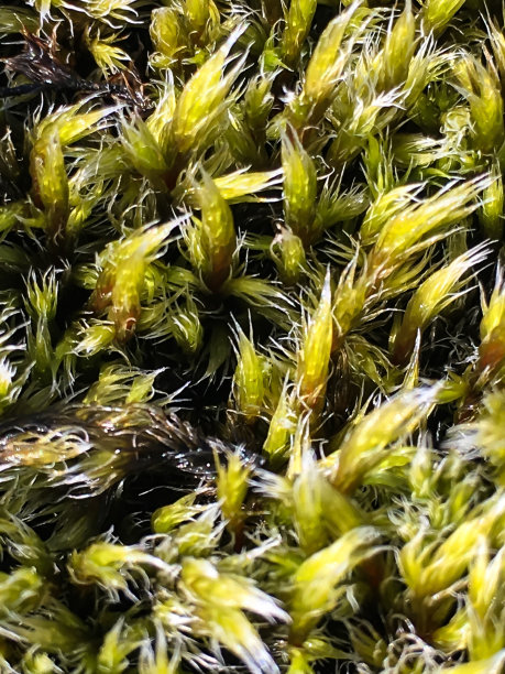 Rauðhólar在Reykjavík的东南郊区的Elliðaárhraun图片下载