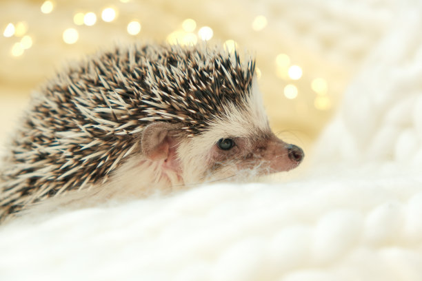 刺猬。可爱的非洲白腹刺猬在白色针织围巾。宠物的冬天。刺猬和圣诞假期的心情。可爱的小刺猬图片下载