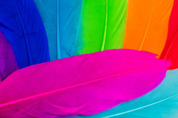 羽毛特写(多色)图片下载