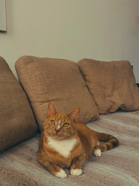 橙色的猫图片下载