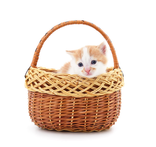 小灰猫在篮子里。图片下载