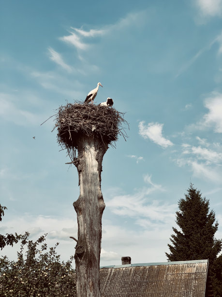 美丽的一天，在蓝天的背景下，鹳鸟在巢里图片下载