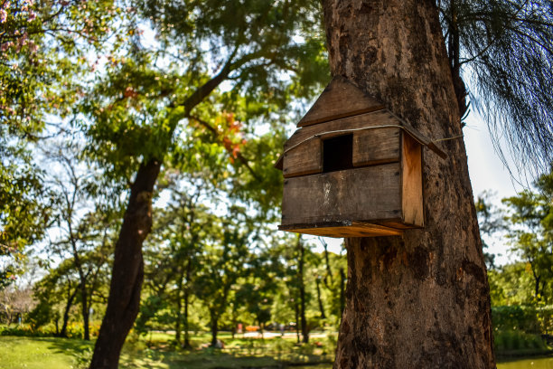 鸟屋挂在树上。图片下载