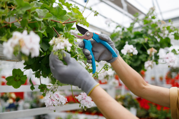 暖房里一个拿着修枝器的园丁的手图片下载