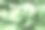 带露珠的玉簪属植物的绿叶。自然背景。有选择性的重点图片下载